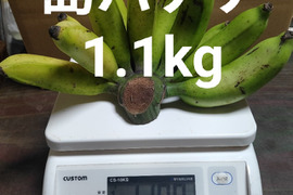 沖縄産 島バナナ 1.1kg