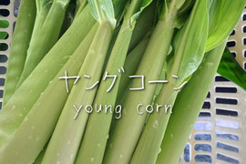 富山県産 ヤングコーン 30本