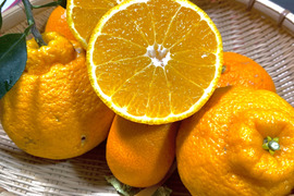 熊本発祥の不知火デコみかん むきやすくとても甘く美味しいみかんです🍊 Ｌから3L玉が入ります。約4.5k前後：熊本県産のみかん・柑橘類｜食べチョク｜産地直送(産直)お取り寄せ通販  - 農家・漁師から旬の食材を直送