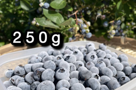【品種：ブルージェイ】冷凍ブルーベリー•250g（道産自然栽培）※まとめ買い対応