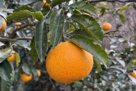 2026 家庭用 新鮮でプリプリ！和歌山県産木なり八朔 S～2L サイズ混合 10㎏