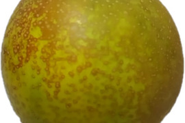 大玉梨　甘太(3L～5L)　3Kg　秀品
