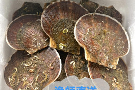 【数量限定】5kg〜
高水温を乗り越えた貴重な活ホタテ✨ 陸奥湾産 漁師直送・生食OK！