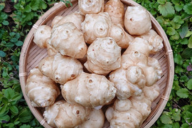 【2kg】菊芋  洗浄済みで便利！農薬・肥料不使用 キクイモ