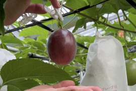 宮古島産☀️パッションフルーツ✨　３kg  30個〜50個