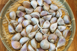 にんにく好きへ送る嘉定種！使いやすいバラにんにく２００ｇ  農薬・化学肥料不使用！　熊本阿蘇山で精魂込めて作った風味豊かな嘉定種にんにくです。食後の臭いが気になりません。是非お試しください。