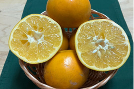 鹿児島県産「大谷伊予柑」箱込み5kg