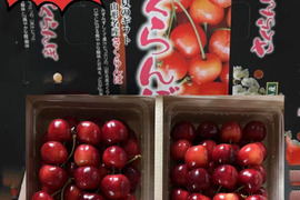山形県産さくらんぼ　やまがた紅王