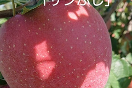 収穫開始！「安曇野産サンふじ」タップリ約15kg入り　安曇野がりんごに託した思いを御賞味下さい。甘味と酸味のバランスのとれたりんごです。