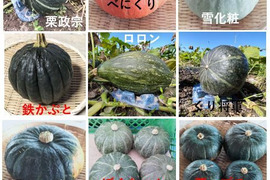 カボチャ ３種類　食べ比べセット （2026年度版）