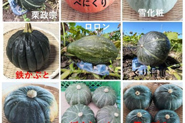 カボチャ ６種類　食べ比べセット （2026年度版）