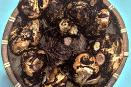 茨城名産おいしい 里芋（八つ頭） ３キロ 　【おでん、煮物、おせち縁起物】　ほくほくねっとり旨い！