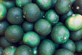 太陽の光をたっぷりと浴びた『山上すだち』(ご家庭用・1000g)