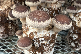 北海道産菌床生しいたけ(１ｋｇ)