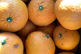 知多半島産　訳あり甘夏9ｋｇ【栽培期間中農薬不使用】