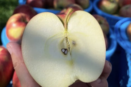 訳あり 小玉 サンつがる 3キロ箱 12～15玉 長野県産
