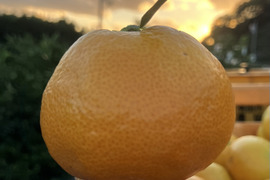 有田みかん・大きめ【9kg・ご家庭用】