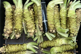 わさびの通販｜野菜｜食べチョク｜産地直送(産直)お取り寄せ通販