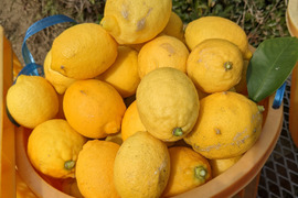 【完熟】【栽培期間中農薬不使用】大崎上島レモン1kg