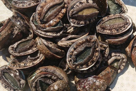 アワビの通販｜貝類｜食べチョク｜産地直送(産直)お取り寄せ通販