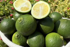 🍃【数量限定・皮ごとOK】夏のめぐり整う“青の柑橘”青みかん1kg＊【農薬・除草剤・防腐剤・ワックス不使用】🍃 炭酸やシロップに◎夏の爽快フルーツ ─皮ごと使えてスッキリ美味！