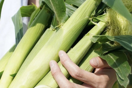 【朝採り】ヤングコーン【約5.0kg】