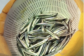 キビナゴ 冷凍200ｇ