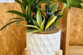 陶器　幸せを運ぶ観葉植物の5寸おまかせ寄せ植え（４～５品種）