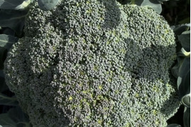 【予約限定】旬の瞬間にドロップ。船橋・三咲の土が育てた極上の蕾！ブロッコリー！