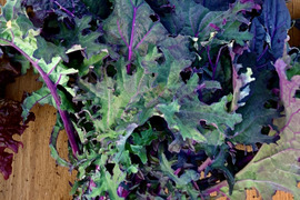 瀬戸内育ち 赤軸ケール（レッドロシアンケール）1kg｜サラダ・スムージー用