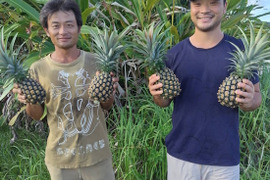 今が旬！西表島の完熟ピーチパイン(6kg･5-8玉入)