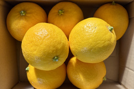 果汁たっぷり淡路島マイヤーレモン1kg（サイズ不揃い）