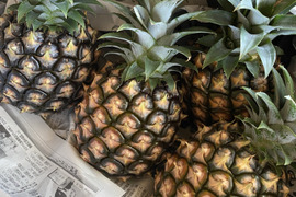 石垣島産「ピーチパイン」3kg(約3〜4玉)