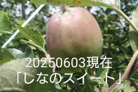 2025年予約販売始めます！「しなのスイート約5kg」当農園リピーターのお客様が一番多い品種です。果汁が多く甘味が強く酸味が優しい品種です。(今年は収穫量少し少なめかもです？）