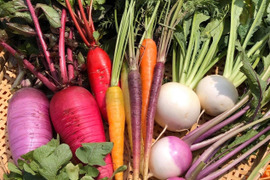 【冬野菜福袋】