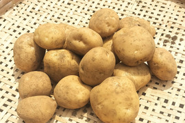 【農薬化学肥料不使用】【訳あり】昔ながらのホクホク系じゃがいも 男爵  新じゃが 箱込み5.0kg