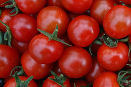 【期間限定】楽園トマトの定番　千果　たっぷり１ｋｇ詰め合わせ