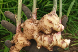 【土付き】大分県産　採れたて新生姜４kg