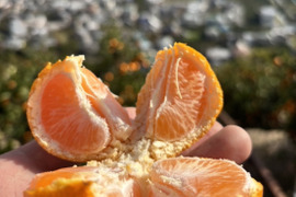 有田みかん【3kg（箱込）・ご家庭用】