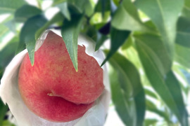 【今年初出品🍑限定50箱！】
和歌山県産　希少桃❗️あかつき🍑
1.8〜２㎏　６～9玉入り
