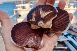 活で発送■ベビーホタテ