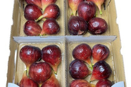 【完熟】城陽産輝きのいちじく　エヌベール農園