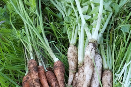 多様性を大切にする 耕さない草ともにある畑から、野菜をお届け   自然農の畑から、不耕起草生、種とり、農薬肥料不使用