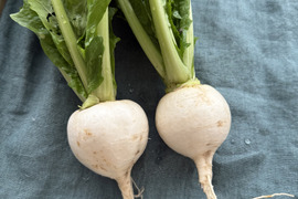 冬の味覚！聖護院かぶ 約1.5kg