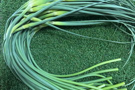 今が旬！にんにくの芽　群馬県産　有機肥料栽培　除草剤　消毒剤無使用