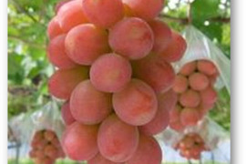 「牧丘天空ブランド山梨オリジナル品種サンシャインレッド約1kg