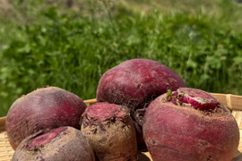 栽培期間中農薬・化学肥料不使用レッドパワービーツ®1kg
