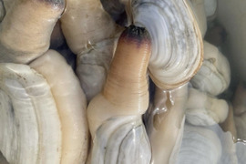【日間賀島漁師直送】今が旬 高級貝 【白ミル貝】1kg 活かし発送で発送❗️ 刺身、バター焼き、フングリの煮付けにオススメ