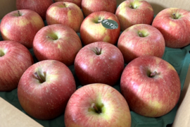 🍎5キロ🍎葉とらずふじ【家庭用】１３玉～２３玉 青森りんご リンゴ 商品ID165766