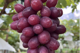 魅惑の甘さのレア品種「クイーンセブン」約1kg〜山梨生まれ、山梨育ち〜